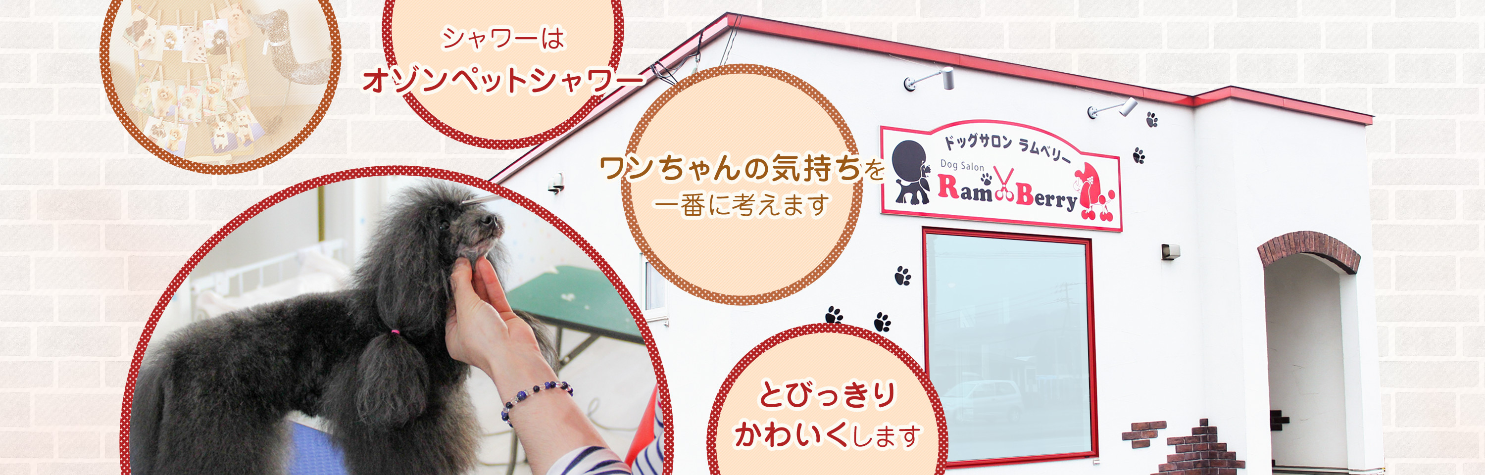 シャワーはオゾンペットシャワー ワンちゃんの気持ちを一番に考えます とびっきりかわいくします